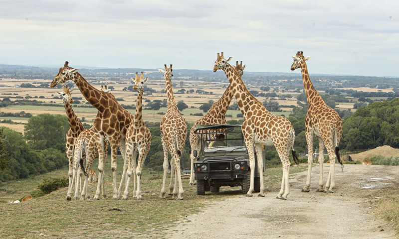 Exclusive Manor House Stay at Port Lympne For 2 with Bubbles, Breakfast & Afternoon Tea