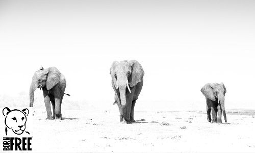 'Rumble' Fine Art Photography - by Guy Sellers