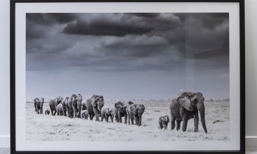 ‘Amboseli Crossing’ Framed Print by David Giffin