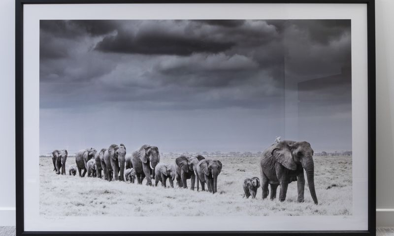 ‘Amboseli Crossing’ Framed Print by David Giffin