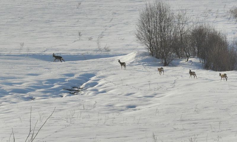 Stalking in the Borders