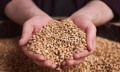 A tour for 10 people of Arran Distillery