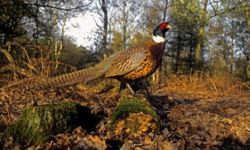 One gun on a 150-bird day at Carnell with Fred MacAulay