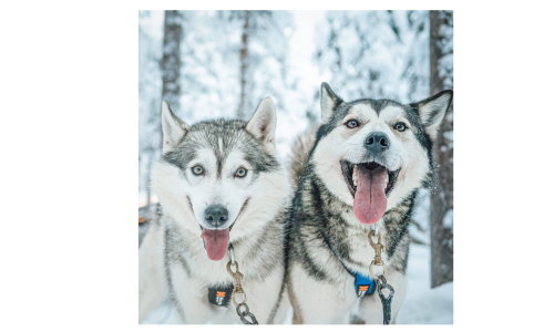 Husky Ride for Two