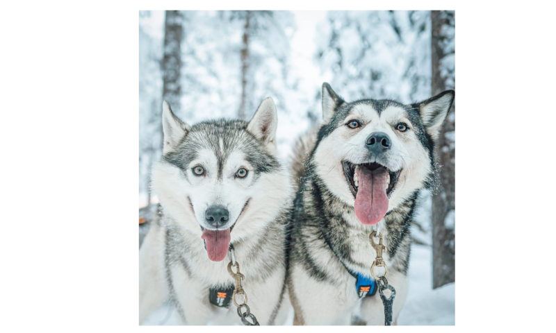 Husky Ride for Two