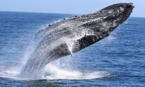 6 Night Sri Lankan Adventure - A Jewel In The Indian Ocean