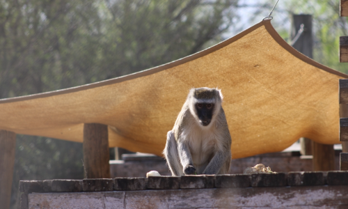 Born Free USA Primate Sanctuary Safari