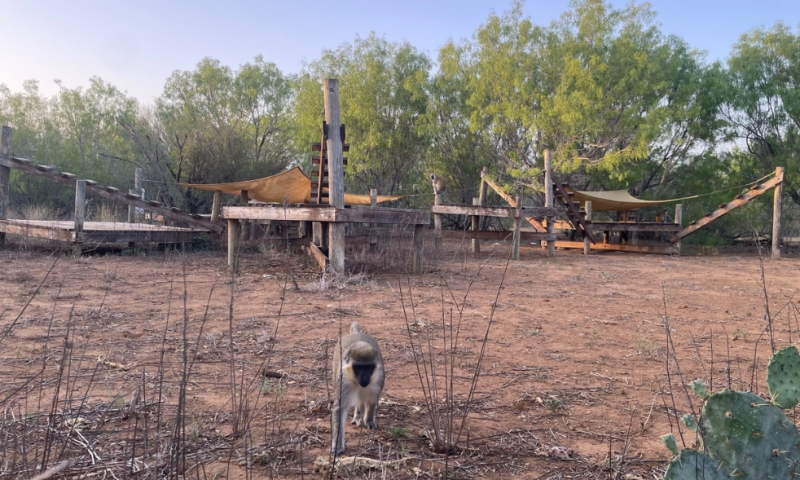 Born Free USA Primate Sanctuary Safari