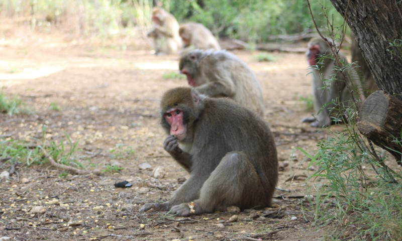 Born Free USA Primate Sanctuary Safari