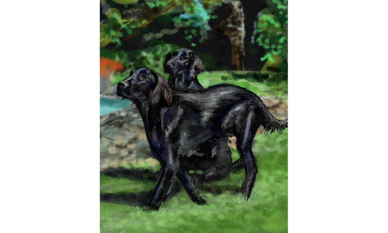 Commissioned Pet Portrait