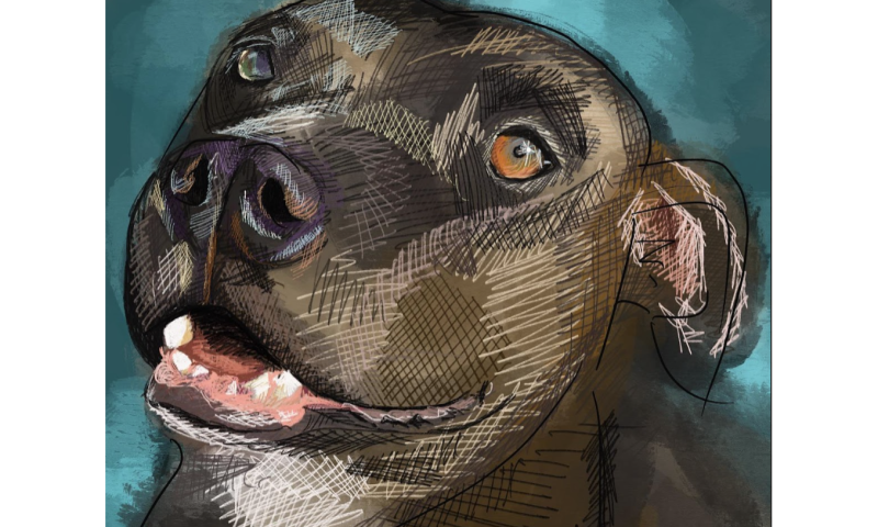 Commissioned Pet Portrait