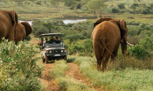 South Africa Zulu Nyala Safari Six Nights For Two People