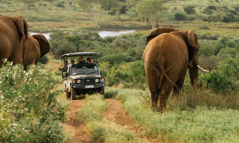 South Africa Zulu Nyala Safari Six Nights For Two People
