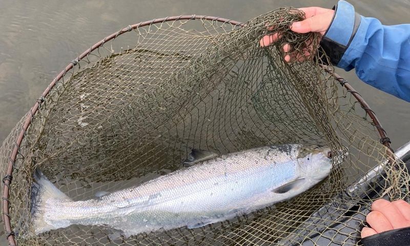 Fly Fishing Masterclass on the Tweed for 4 people