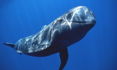 Ultimate Canary Islands Getaway – 5 Nights for Two With  Whale Watching & Stargazing Bucket List Adventures