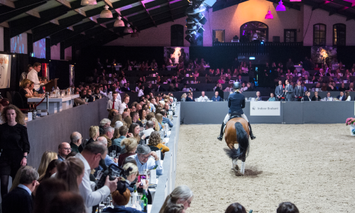 VIP Horse Auction Package in Holland