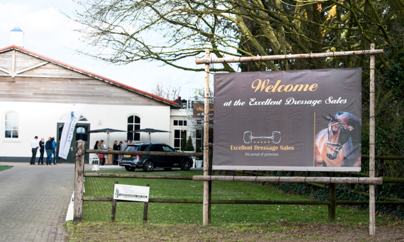 VIP Horse Auction Package in Holland