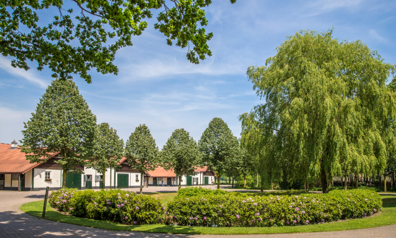 Private dressage lesson and exclusive dinner in Holland