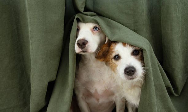 Go Behind the Curtain. Share a Table with the Stars.