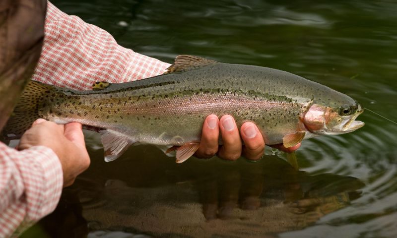 PRIVATE FISHING LESSON FOR TWO AT NETHER WALLOP MILL