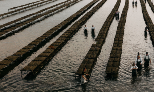Oesterbeleving op de Oosterschelde voor 6 personen