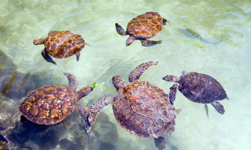 Op maat gemaakte droomreis naar Zanzibar voor 4 personen met persoonlijke gids! 