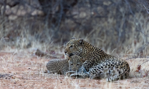 Luxe Familie Safari in Koro River Camp, Botswana voor 14 personen