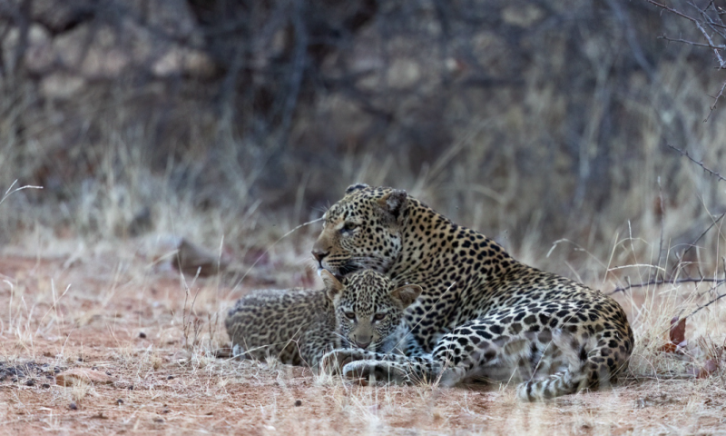 Luxe Familie Safari in Koro River Camp, Botswana voor 14 personen