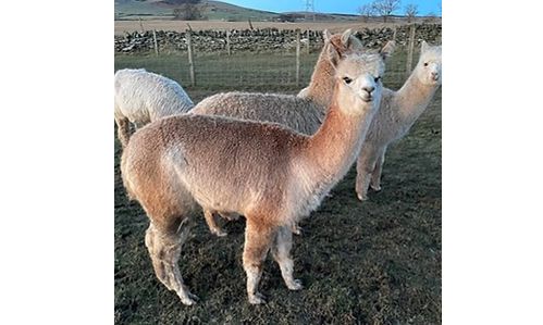 Alpaca Walk