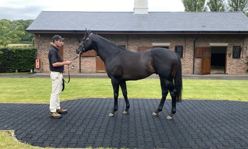 Tour & lunch at Newsells Park Stud, hosted by spurs legend Ossie Ardiles