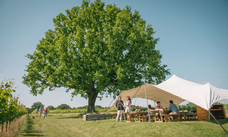 Gusbourne Estate Tour for Six People With Wine Tasting and Lunch