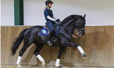 Riding Lesson and yard walk with Laura Tomlinson