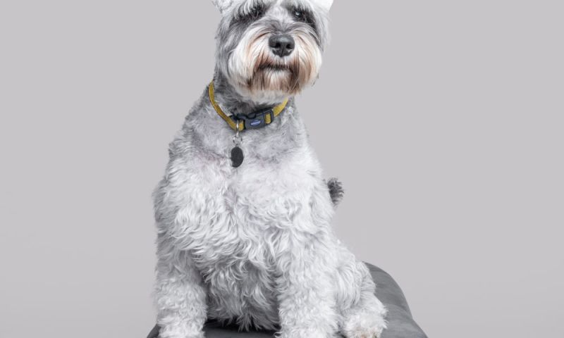 A bespoke dog photography session including a desktop framed photo
