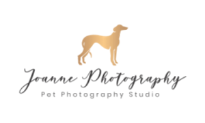 A bespoke dog photography session including a desktop framed photo