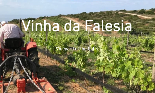 Vinha do Falesia (Vineyard of the Cliffs) vineyard tour, wine tasting and dinner Package for four