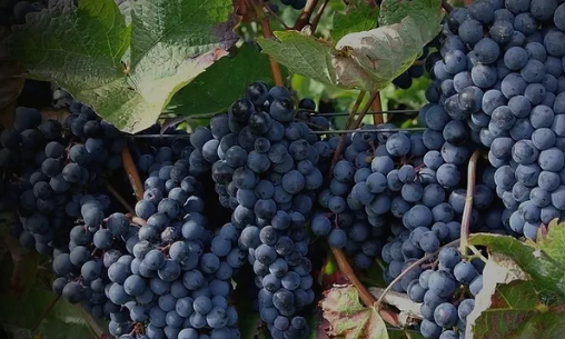 Vinha do Falesia (Vineyard of the Cliffs) vineyard tour, wine tasting and dinner Package for four