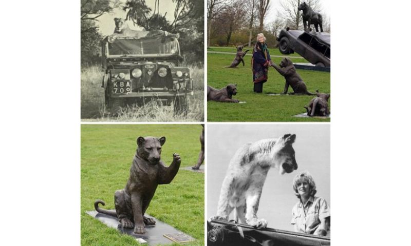 Gillie & Marc - bronze life size lions - 'Joy and George'
