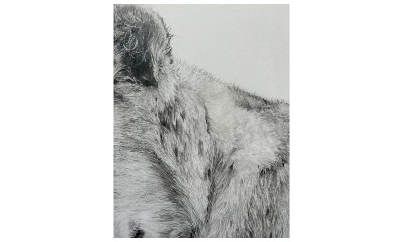 'Affinity in Kinship' original pencil by Tilly Flory