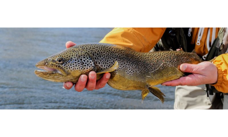 Guided Fly Fishing Experience