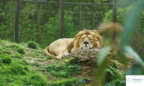 Roar & Snore at Cotswold Wildlife Park