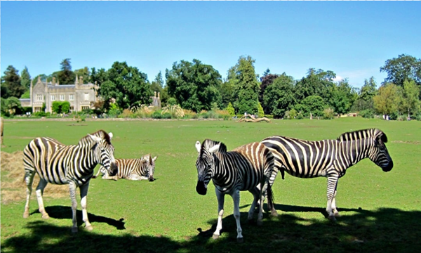 Roar & Snore at Cotswold Wildlife Park