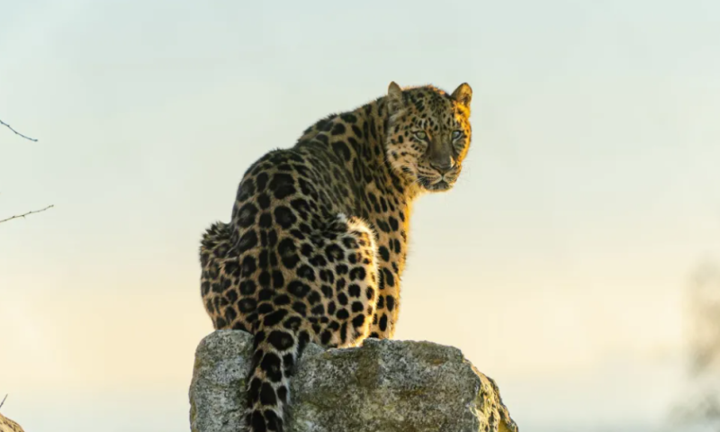 Overnight Stay for 2 Adults in the Bubble at Leopard Creek Wildlife Reserve ~ Kent