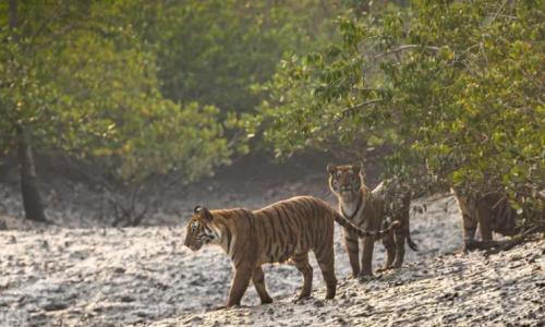LIVE AUCTION - 7-Day Guided Trip to the Land of the Bengal Tiger