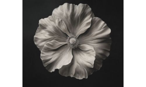 LIVE AUCTION - Elegance in Pencil Strokes! 