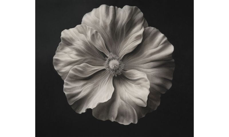 LIVE AUCTION - Elegance in Pencil Strokes! 