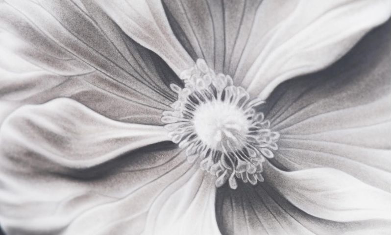 LIVE AUCTION - Elegance in Pencil Strokes! 