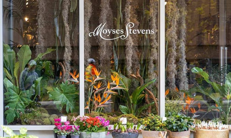 Luxury Floristry Experience for two at Moyses Stevens
