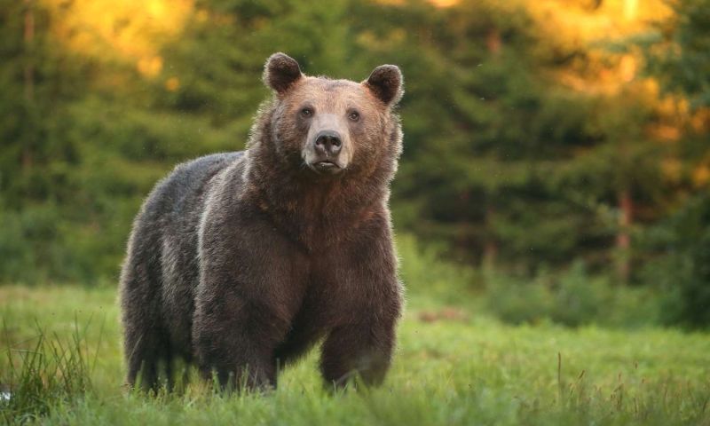 Bucket List Bear Watching Escape To The Carpathians, Romania Plus Dracula’s Castle and Transylvania
